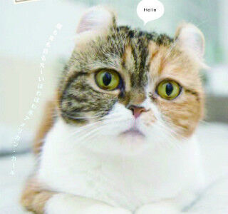 東京都・神保町にある猫雑誌の編集部を取材-どんな仕事をしているの?