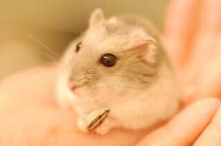ハムスターの写真を撮るとよく赤目になるナゾ