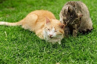 猫居酒屋や猫カフェetc… 大阪府の猫スポットまとめ