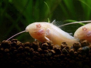 水中のお掃除屋!-コリドラスの飼い方