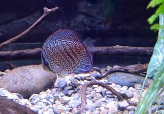 はまってしまうと、とことんはまる～ディスカスの飼い方～