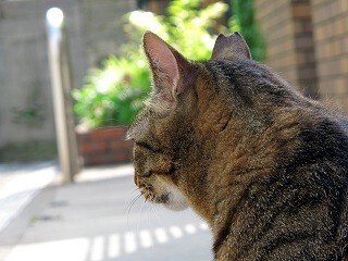 ハムスターと一緒に飼ってはいけない動物-「猫」「フェレット」など