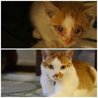 死にかけの捨て猫を保護したら2年後驚くほど美しくなった-今昔比較画像