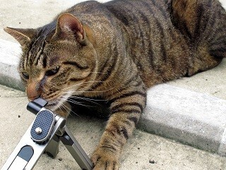 猫に遊びに誘われる程の立派な下僕になるために学ぶべきこと