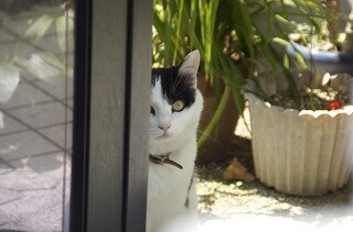 「犬は人につき、猫は家につく」っていうけど本当なの?