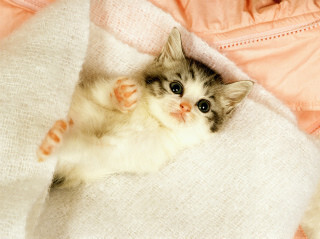 人用の市販薬を猫に飲ませても大丈夫なのか?-獣医師が解説