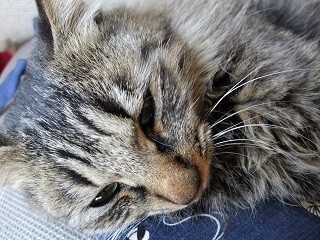 「愛猫」って実際何て読んでる?-「らぶねこ」「まなねこ」「あいねこ」