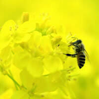 【女性編】これぞ名作!!　タツノコプロ作品ランキング