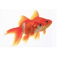 【男性編】もしかしたら前世でやっていたのかも?　と思う職業ランキング