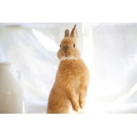 【男性編】大人になって教訓が身にしみる童話ランキング