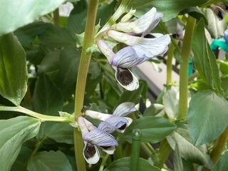 ”放置”菜園で手間ナシ＆美味しい野菜づくり入門 (12) 正しい肥料の選び方
