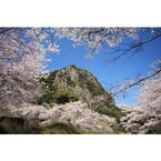 桜、ツツジ、大藤、さつき――15万坪の巨大庭園で「花まつり」を開催