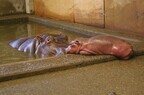 14年ぶりにカバの赤ちゃんが誕生。公開は5月下旬を予定- 東武動物公園