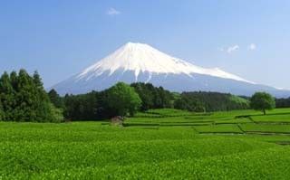 富士山頂から銘茶が届く!? 静岡県が新茶プレゼントキャンペーン実施