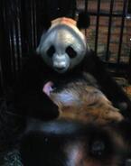 赤ちゃんが一時的に保育器に。パンダ母子の状況を発表 -上野動物園