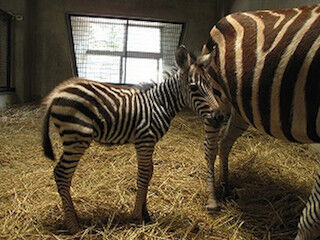 シマウマとビントロングの赤ちゃんが生まれました -鹿児島・平川動物公園