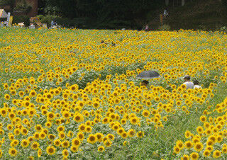 30万本のひまわりが咲き乱れる!　兵庫県丹波で7月29日「ひまわり祭り」