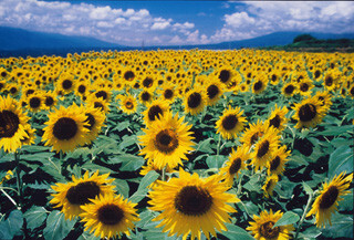 山梨県で「北杜市明野サンフラワーフェス」が7月22日から開幕