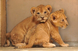 会いにきてね! ライオンの赤ちゃんを一般公開  -名古屋・東山動植物園