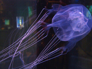 長い触手に要注意! 海の危険生物「ハブクラゲ」展示開始 -沖縄美ら海水族館