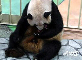 元気なパンダの赤ちゃんが誕生しました! -和歌山・アドベンチャーワールド