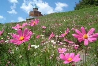 愛媛県翠波高原で8月19日「コスモス祭」　一面のコスモスを背景に