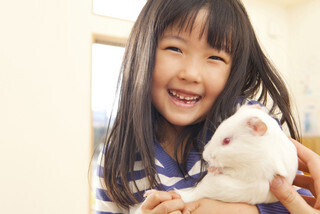 Japanglish、正しく言うならこうでしょう (131) marmot(モルモット)