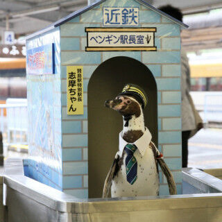 近鉄賢島駅のペンギン駅長「志摩ちゃん」退任、ペンギン列車は今年も継続