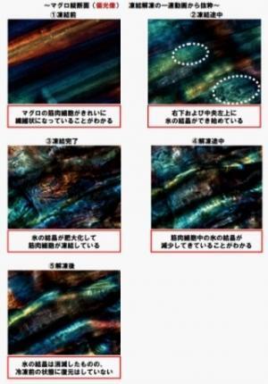 マグロがもっと美味しくなる!? 冷凍・解凍時の細胞変化が動画で分かった!