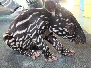 東武動物公園でマレーバクの赤ちゃん「ヒコ」が誕生