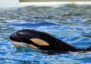 シャチの赤ちゃんの愛称を募集中! - 千葉・鴨川シーワールド