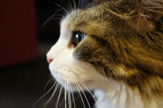 都内の猫カフェを渡り歩いてみた (2) モフモフッ!　モップのような巨大猫をなでまわす -猫カフェきゃりこ【後編】