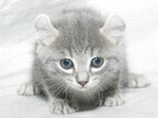 この猫はどんな猫!?　猫種を学んでみよう (2) くるりとカールした耳が特徴的な猫　-アメリカンカール