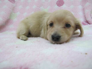 この犬はどんな犬!?　犬種を学んでみよう (2) 実は猟犬として人気の高いミニュチュアダックスフンド