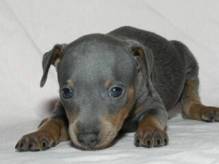 この犬はどんな犬!?　犬種を学んでみよう (3) 小さくてもエネルギーのかたまり!?　-ミニチュアピンシャー