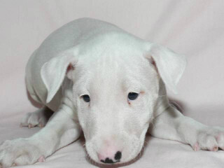 この犬はどんな犬!?　犬種を学んでみよう (4) 面長フェースのひょうきんもの　-ミニチュアブルテリア