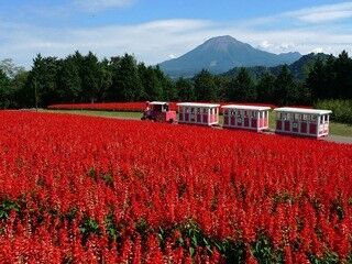 100万本のサルビアが咲きほこる!　鳥取県でオータムフェスティバル開催