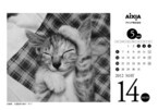 猫が日替わり!「極楽ねこカレンダー」が22年目の期間限定販売