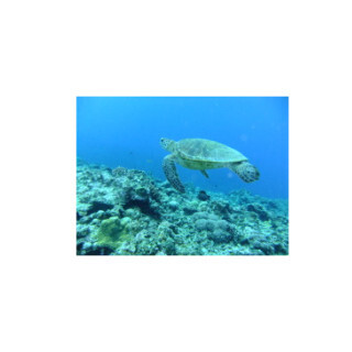 東京OL、沖縄に移住しました (5) 沖縄での仕事が決まったものの…気持ちは揺らぐ