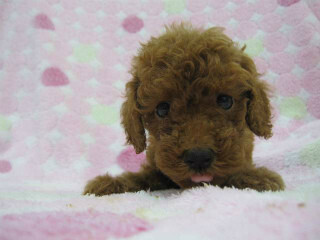 この犬はどんな犬!?　犬種を学んでみよう (5) まるで動く“子熊のぬいぐるみ”のよう　-トイプードル