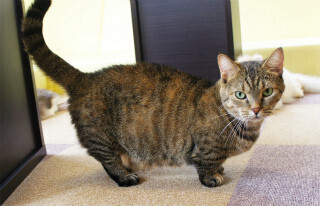 東京都内の猫カフェを渡り歩いてみた (5) ヨチヨチ歩く短足猫マンチカンがかわいすぎる-猫カフェ「きゃりこ」後編