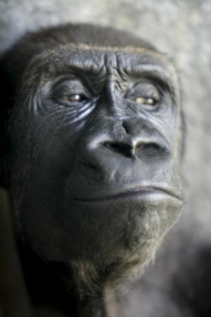 ポール神田の世界は英語でつながっている！ (5) ネアンデルタール人からフェニキア人まで、人類は表現したい生き物である