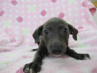 この犬はどんな犬!?　犬種を学んでみよう (6) ルネサンスが生んだ優美な傑作　-イタリアン・グレーハウンド