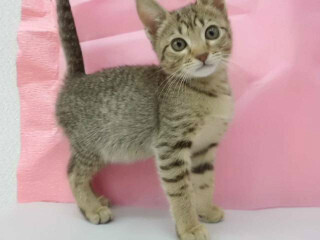 この猫はどんな猫!?　猫種を学んでみよう (7) まるで犬のような性格の猫　-オシキャット