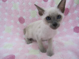 この猫はどんな猫!?　猫種を学んでみよう (8) やきもち焼きでスキンシップが大好き!　-オリエンタルショートヘア