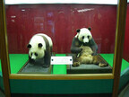 祝・来日40周年! 「ジャイアントパンダ来園40周年展」を開催 -上野動物園
