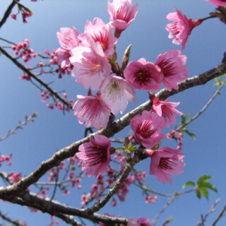 東京OL、沖縄に移住しました (7) 移住に関し、両親は「アフリカに行くほど遠く感じる」