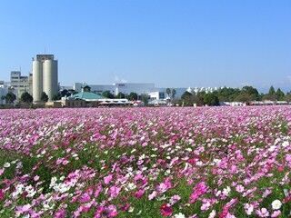 福岡県朝倉市のキリンビール福岡工場にコスモスが咲く季節が到来