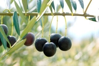 香川県で地中海気分を満喫!　小豆島オリーブ公園で年に一度の大収穫祭開催