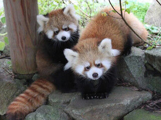 北海道・札幌市円山動物園、レッサーパンダの双子の赤ちゃんを一般公開
